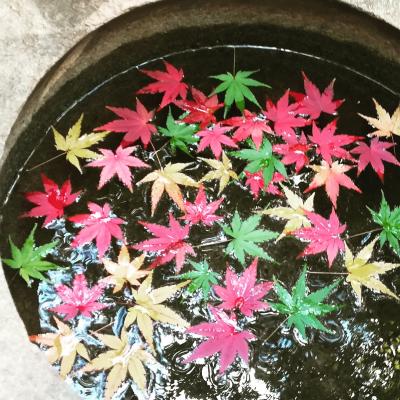 トゲ抜きモミジ☆秋の残香に癒され デトックス《旧古河庭園》