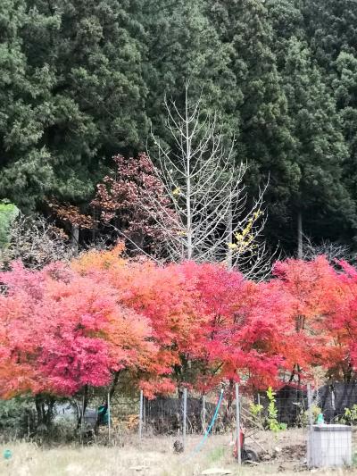 ☆2019年11月　紅葉の奥武蔵　秩父長瀞　冬桜の神泉☆　休暇村奥武蔵　N01