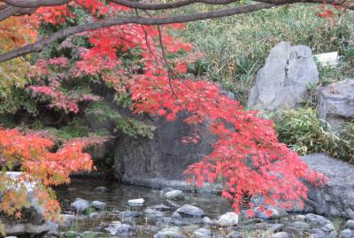 2019初冬、熱田・白鳥の紅葉(2/5)：堀川、白鳥庭園、楓の紅葉、ユリカモメ、カルガモ