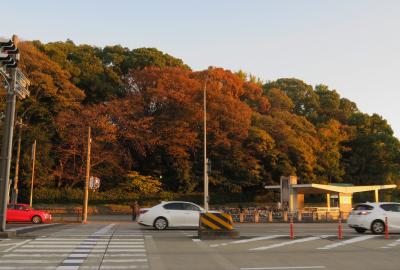 2019初冬、熱田・白鳥の紅葉(5/5)：堀川、川鵜、白鳥古墳、法持寺、熱田神宮、信長塀