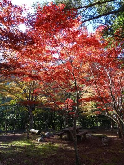 紅葉始まりかけの伊豆１泊２日旅（１）とうふ伊豆庵でランチして久しぶりに浄蓮の滝へ