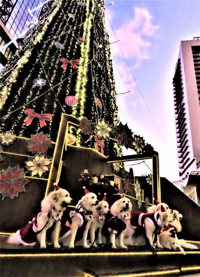 クリスマスムードの大阪梅田を歩きます！