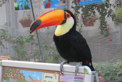 2019秋、掛川城と掛川花鳥園(4/6)：掛川花鳥園(3)：ケープペンギン、フラミンゴ