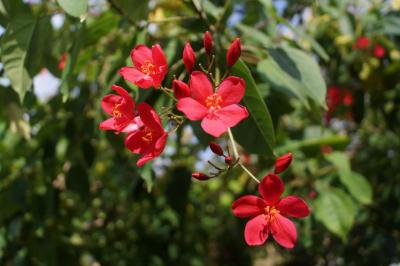 2019年 8回目のパラオ共和国ショートバケーションですぅ。 Part 4