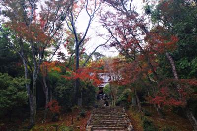 京都　秋の特別公開　洛西の紅葉と苔むした石段参道　浄住寺