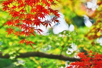 2019紅葉　近江の隠れた紅葉名所【胡宮神社】（10）