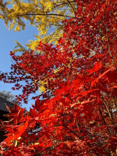 世田谷紅葉散策（九品仏～等々力）