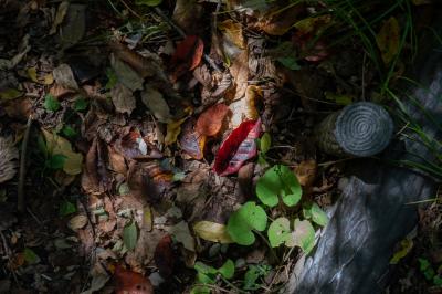 紅葉の秋田「八幡平・玉川温泉」＿4.湯瀬渓谷・後生掛温泉そして帰途に