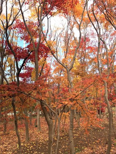 植木の町川口市安行の紅葉