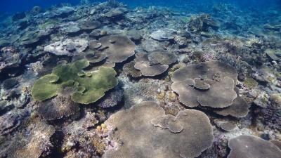 晴れ男の初めての慶良間諸島　阿嘉島へ　なのに台風ですか～！　の3泊4日（3日目と4日目）