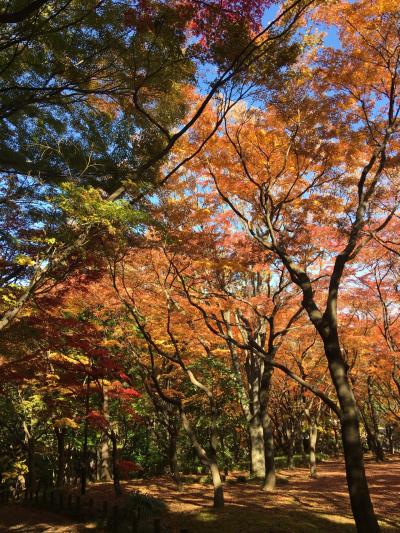 美しい北の丸公園の紅葉と大久保ランチ