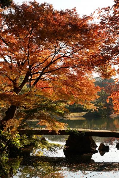 2019年12月　東京都 六義園　紅葉を見に