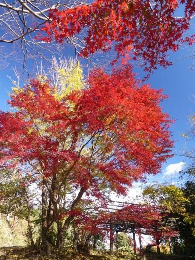 「金山城跡」の紅葉_2019_見頃終盤ですが、まだ綺麗でした。（群馬県・太田市）