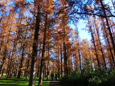 メタセコイアの紅葉が見頃、水元公園ウォーキング