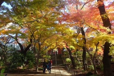 本土寺の紅葉　２０１９