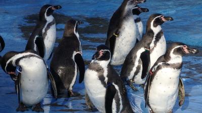 世界最小の鹿「プードゥ」がいる”さいたまこども自然動物公園”へ。