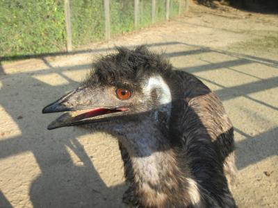 猫探し【松江・松江市内（Matsue city）編】