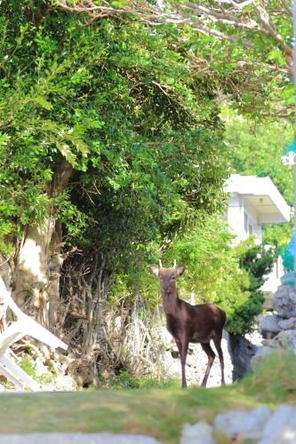 毎度猫歩き***阿嘉島編