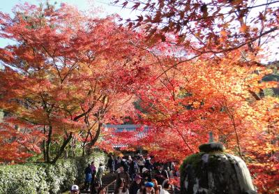 2019秋 紅葉の永観堂と京都市動物園
