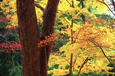 12月は都内で紅葉狩り～お初の東大和南公園と毎度の神代植物公園