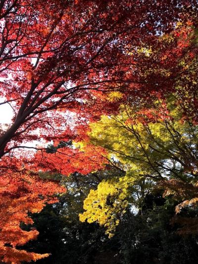 大嘗宮一般参観及び令和元年秋季皇居乾通り一般公開