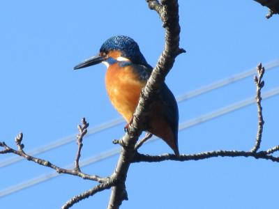 暖かな陽射しに誘われ見沼たんぼ散歩