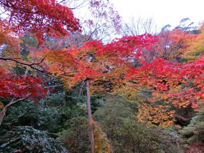 2019年12月 紅葉の京都 青蓮院門跡