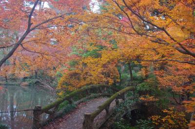 京都　恒例の師走紅葉狩り　神泉苑・府立植物園・真如堂