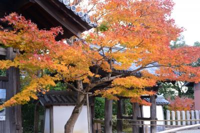 海住山寺＆正法寺の紅葉