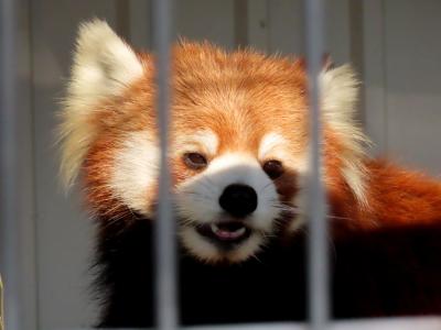 市川市動植物園＆千葉市動物公園 　移動直前のカリンちゃん＆ハルマキちゃん母娘に会いに！！ 総計２１匹に会いレサ酔いしました（苦笑） 