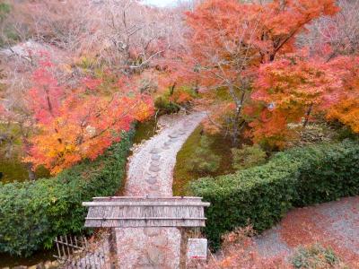 晩秋の京都（紅葉・ライトアップ・おばんざい）