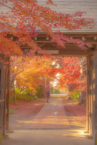 隠れた紅葉の名所・川口市安行紅葉めぐり