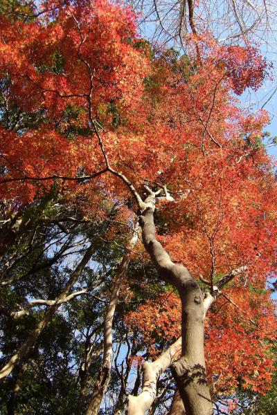 獅子舞谷の紅葉と富士山－2019年師走