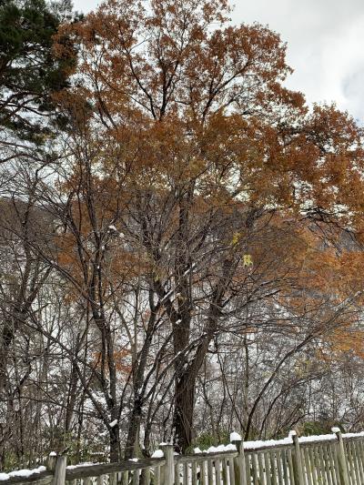 山岳小説でなじみの谷川岳へ。えぇ～？雪？