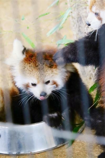 晩秋の北陸レッサーパンダの赤ちゃん詣（３）西山動物園：小雨がちで室内展示でもレッサーパンダの赤ちゃんたちをほぼ独り占め！