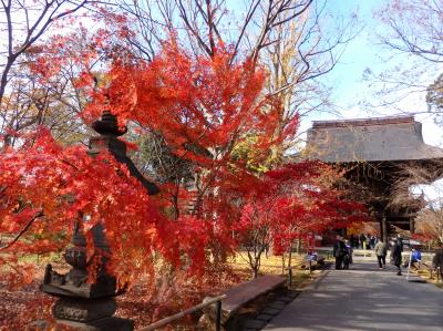 紅葉見納め　晩秋の九品仏浄真寺