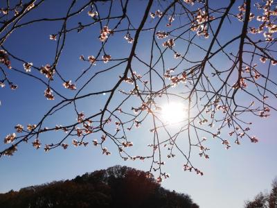 群馬県藤岡の冬桜