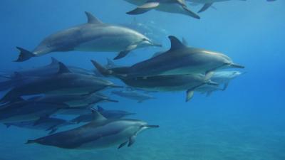 オアフ島イルカウォッチング