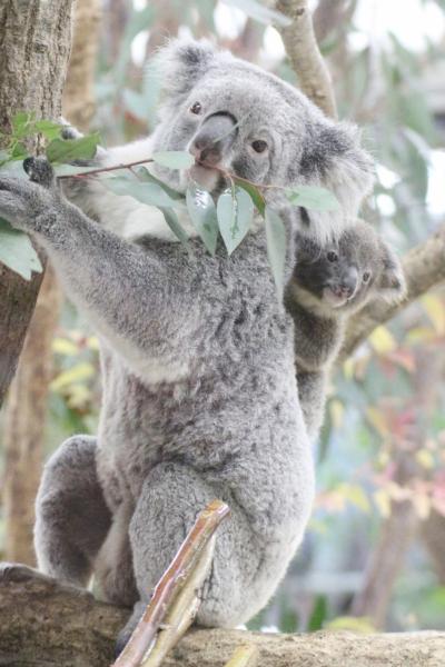 黄葉彩る12月の埼玉こども動物自然公園（後編）カピバラゆず湯やレッサーパンダの双子とコアラの赤ちゃん活躍！～ハニーちゃんの赤ちゃんは見られず