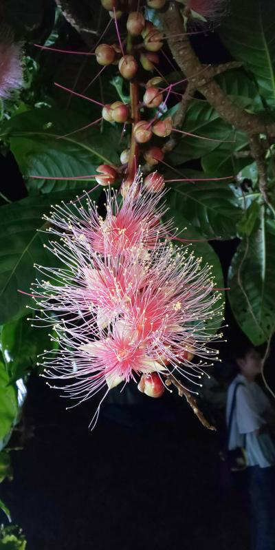 初!宮古島 夜はサガリバナ編(vol.3)