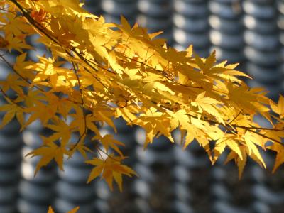 名残紅葉を見ながら歩いた師走の大原野