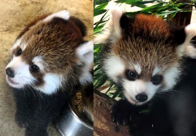 埼玉県こども動物自然公園＆東武動物公園　はじめまして、流星兄弟！！これで今年生まれの仔パンダ全員に会うことが出来ました