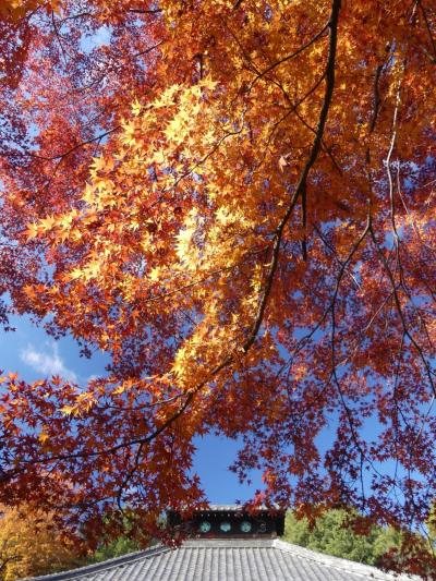 「金龍寺」の紅葉_2019（2）_12月５日、若干残ってはいるが、ほぼ終わり（群馬県・太田市）