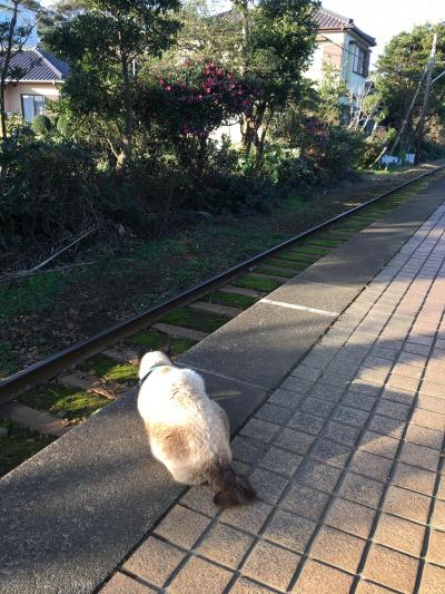 猫駅長訪問２代目きみちゃん