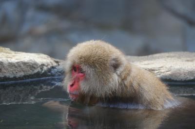日帰り長野で温泉猿＆東山魁夷館