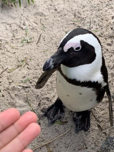 ペンギン に 噛まれたぁ ～ ⑥