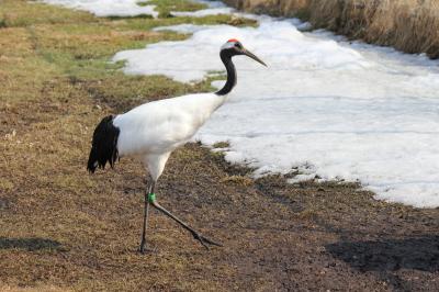 【2019年4月】日本最東端へ　その８　北海道道東旅行最終日