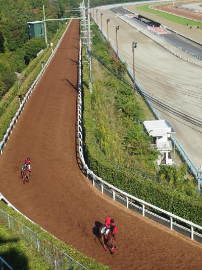 栗東トレセン調教見学～菊花賞編～