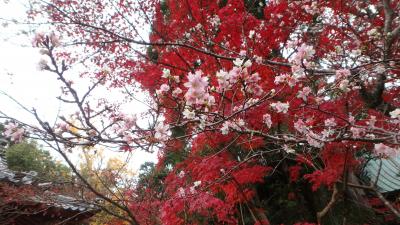 京都紅葉八景（3）赤山禅院