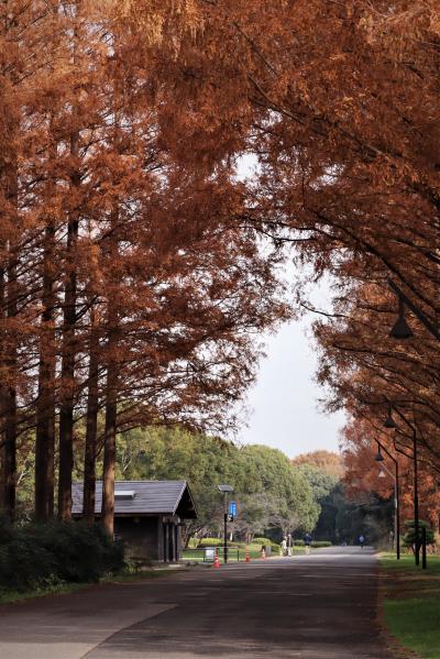 都立水元公園/メタセコイアの紅葉森を楽しむ